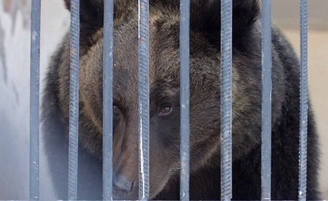 Из-за теплой зимы в казанском зоопарке проснулись медведи