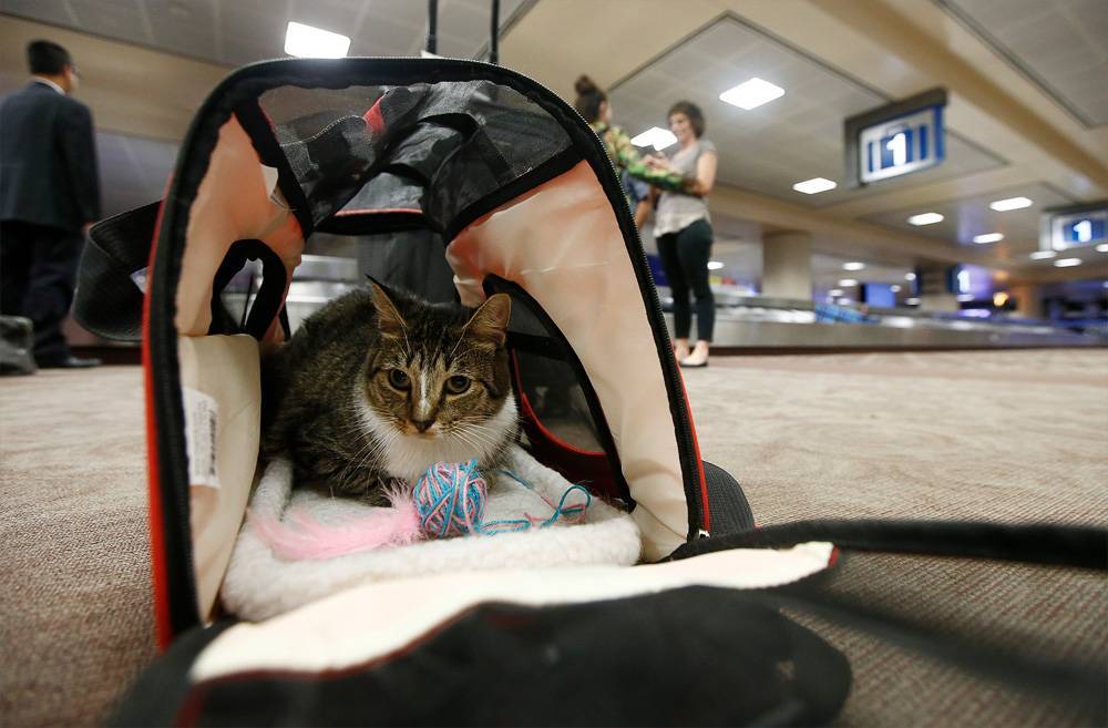 В США сократят список животных эмоциональной поддержки авиапассажиров
