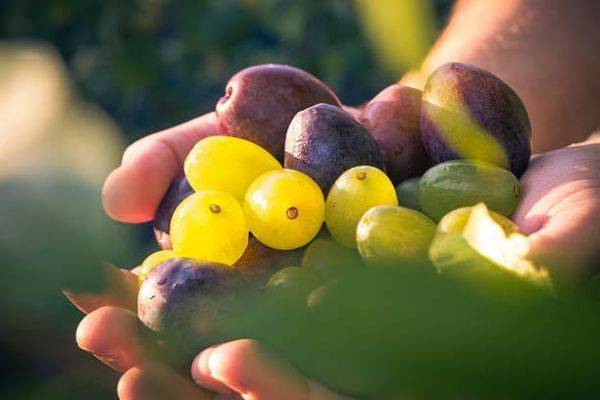 Молдавия накормит ЕС сливами и виноградом, в ответ получит мясо и молоко