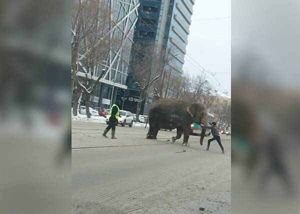 В центре Екатеринбурга по улице разгуливают слоны. В цирке уверяют, что это нормально
