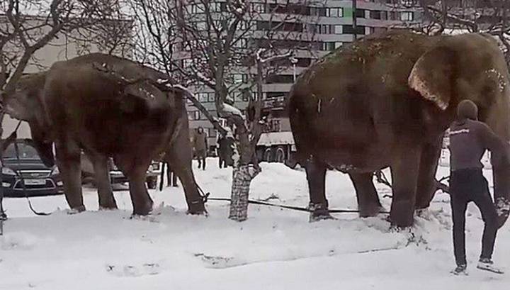 Пара слонов в Екатеринбурге утащила дрессировщиков купаться в снегу