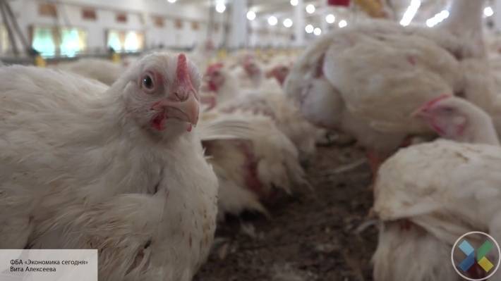 ЕС приостановил импорт курятины из Украины