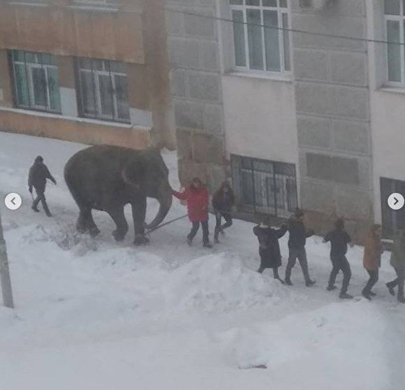 «Впервые увидела снег». Администратор цирка Екатеринбурга объяснил, как сбежали слоны