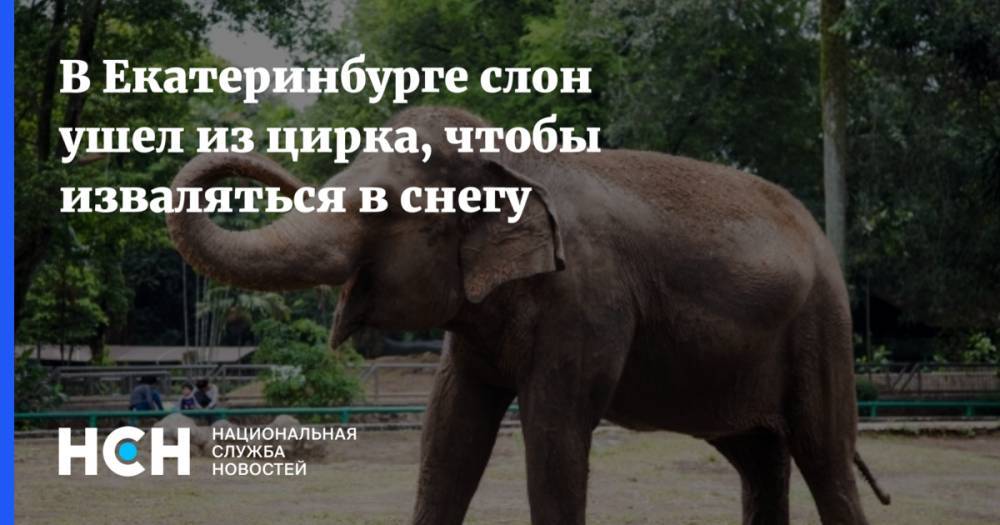 В Екатеринбурге слон ушел из цирка, чтобы изваляться в снегу