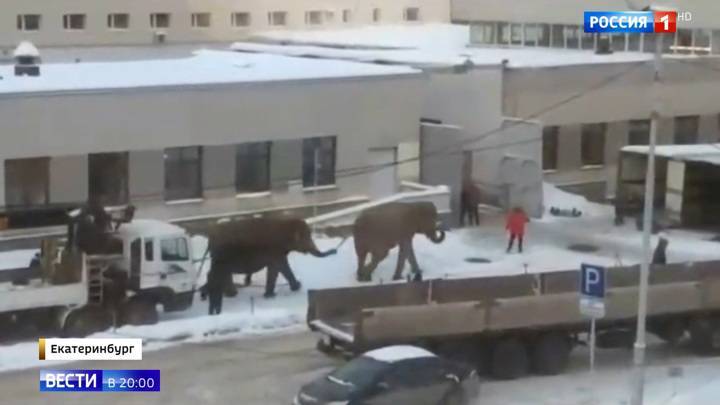 Тропические животные в уральских сугробах: в Екатеринбурге слоны вышли на променад