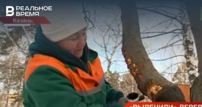 В парке Урицкого начали «лечить» деревья — видео