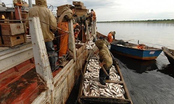 В ЯНАО вскрыли более 240 нарушений в сфере рыболовства: браконьеры и незаконные субсидии