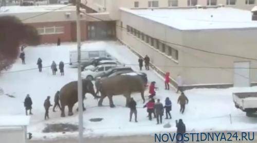 В Екатеринбурге цирковые слоны искупались в снегу