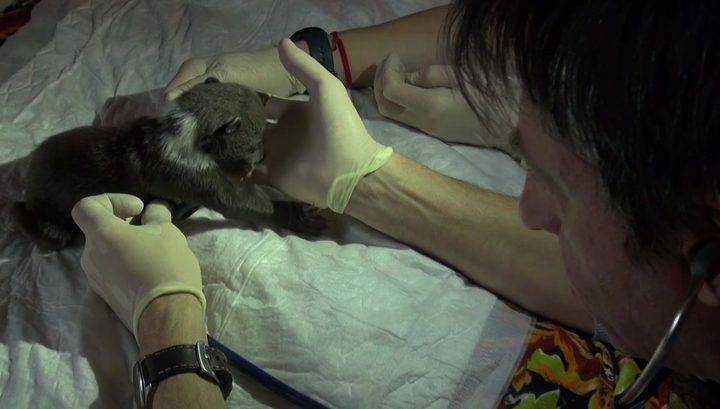 Ветеринары: карельские медвежата-сироты с пневмонией идут на поправку