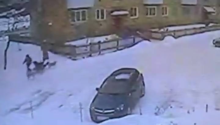 Нападение стаи собак на подростка в Североуральске попало на видео
