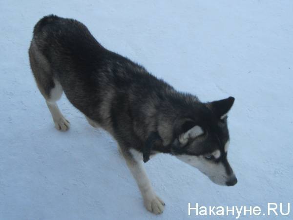 Город бродячих псов. В Североуральске бездомные собаки продолжают нападать на людей
