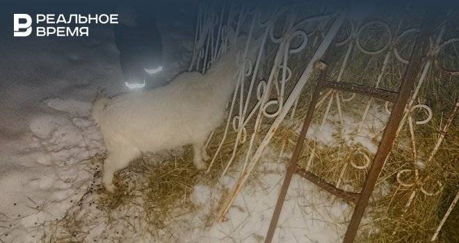 В Татарстане спасатели освободили застрявшую в заборе козу