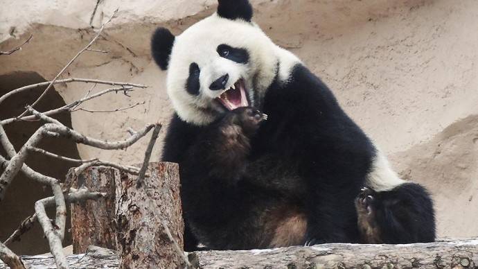 Московский зоопарк стал номинантом трех категорий панда-премии