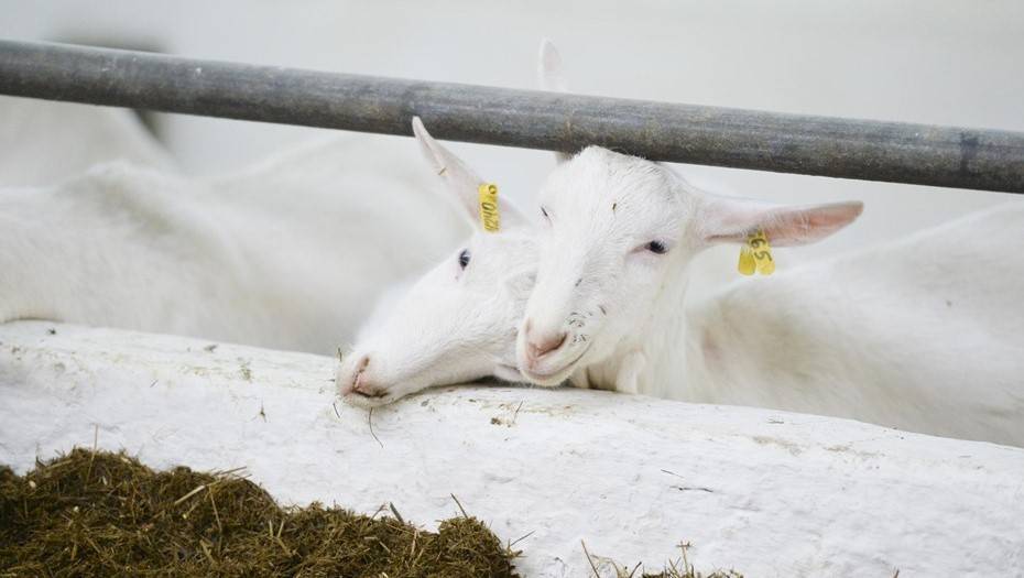 Белоруссия ограничила ввоз овец и коз из Псковской области