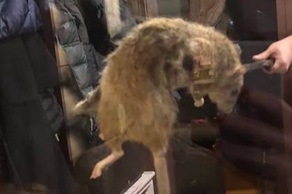Россияне поймали крысу размером с бобра