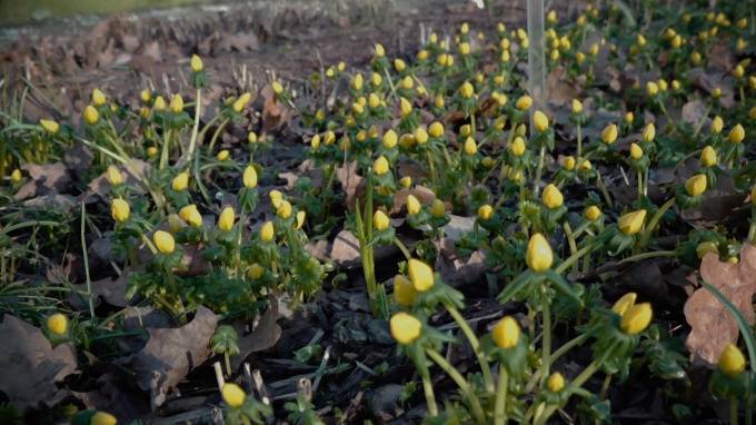 Теплая зима пробудила растения: как флора Петербурга переживет аномальную зиму