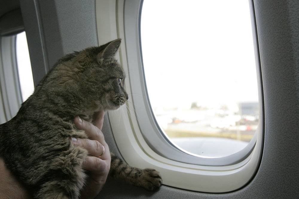 «Аэрофлот» выразил соболезнования из-за смерти двух котов на борту их самолёта