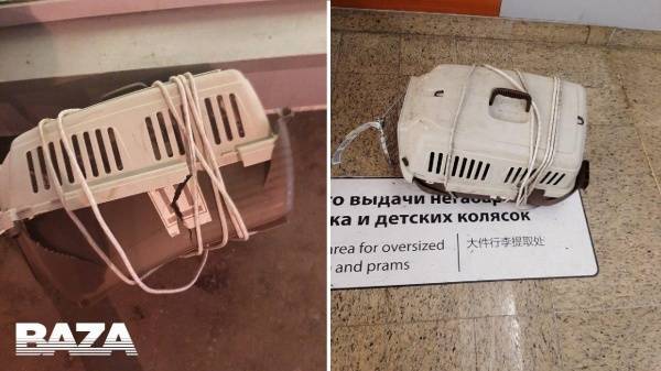 В Москве у пассажира "Аэрофлота" погибли два кота у третьего диагностировали обморожение