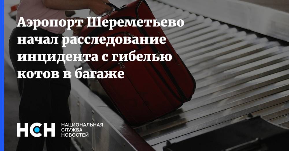 Аэропорт Шереметьево начал расследование инцидента с гибелью котов в багаже