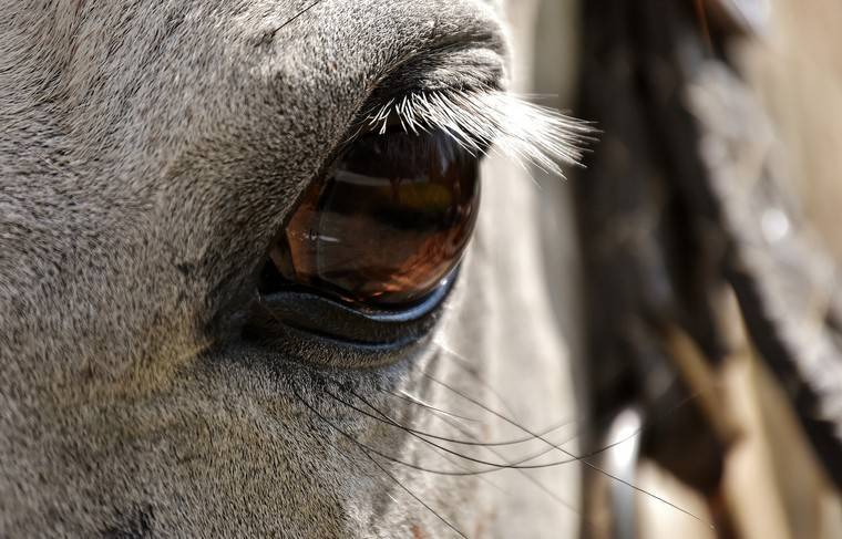 Труп лошади обнаружили в центре Москвы