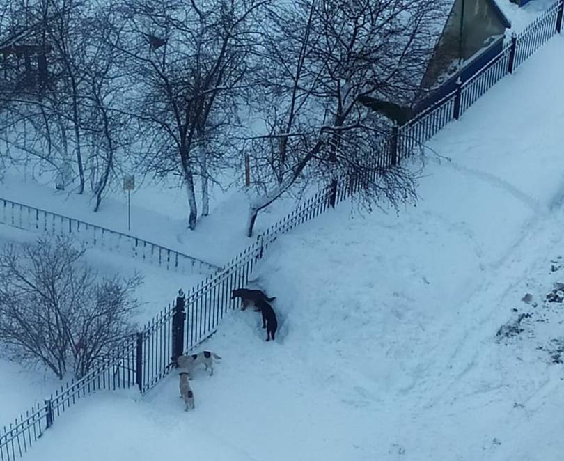 Кемеровчане пожаловались на стаю бродячих собак