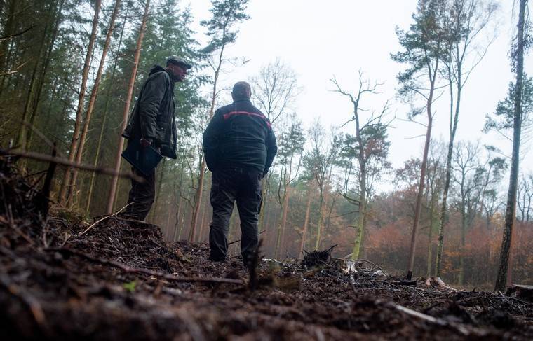 Путин поручил проверить расходы на лесоустройство