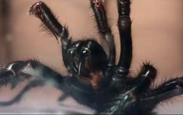 Самые опасные пауки в мире могут атаковать города Австралии после долгожданного дождя