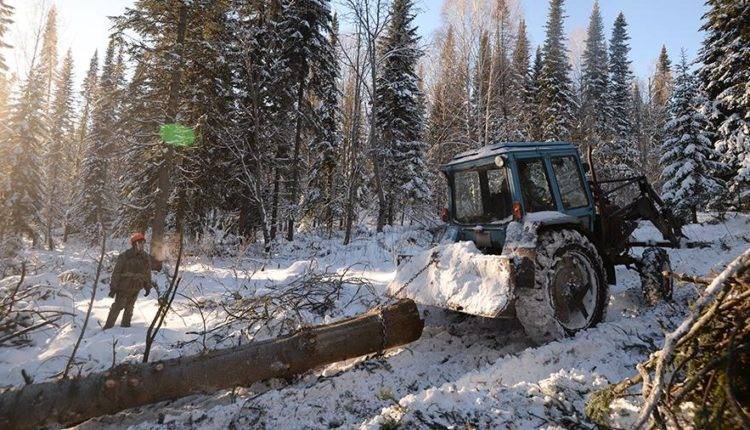 Путин поручил проверить расходование средств на лесоустройство