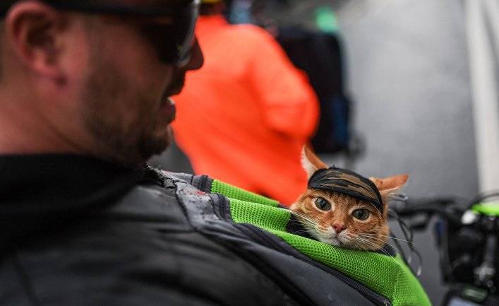 The Guardian (Великобритания): когти на изготовку! Кошки вызывают хаос и конфликты по всей Британии