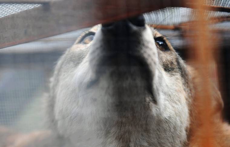 Продажу диких животных запретили в Китае из-за коронавируса