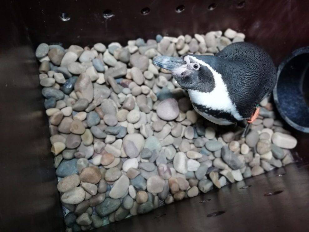 Аномально теплая зима принесла любовь пингвинам в зоопарке Удмуртии