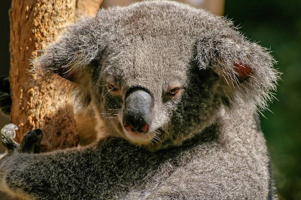Австралийские военные помогают кормить спасенных коал - Cursorinfo: главные новости Израиля