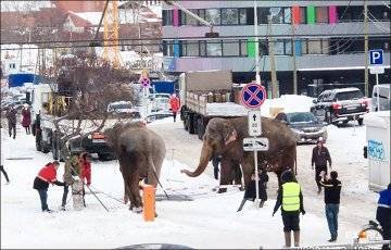 В России слоны убежали из цирка, чтобы поваляться в снегу