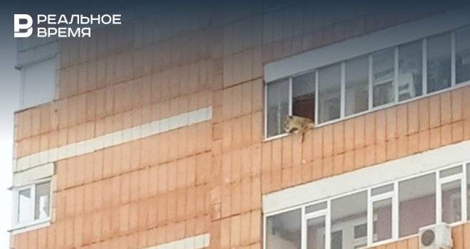 В Казани на балконе дома заметили львицу