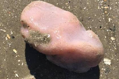 Похожее на мозг тело морского существа вынесло к берегам США