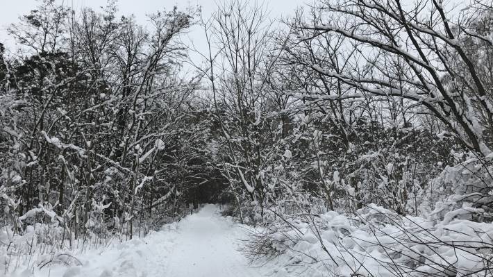 Режим ЧС из-за снега ввели в Новосибирске