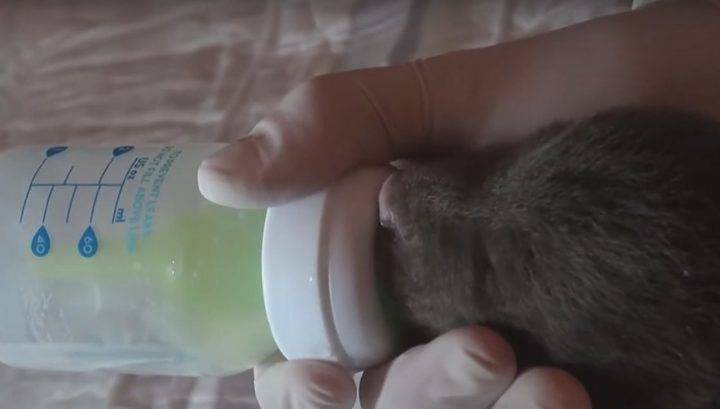 Ветеринары: заболевшие пневмонией медвежата-сироты из Карелии полностью здоровы