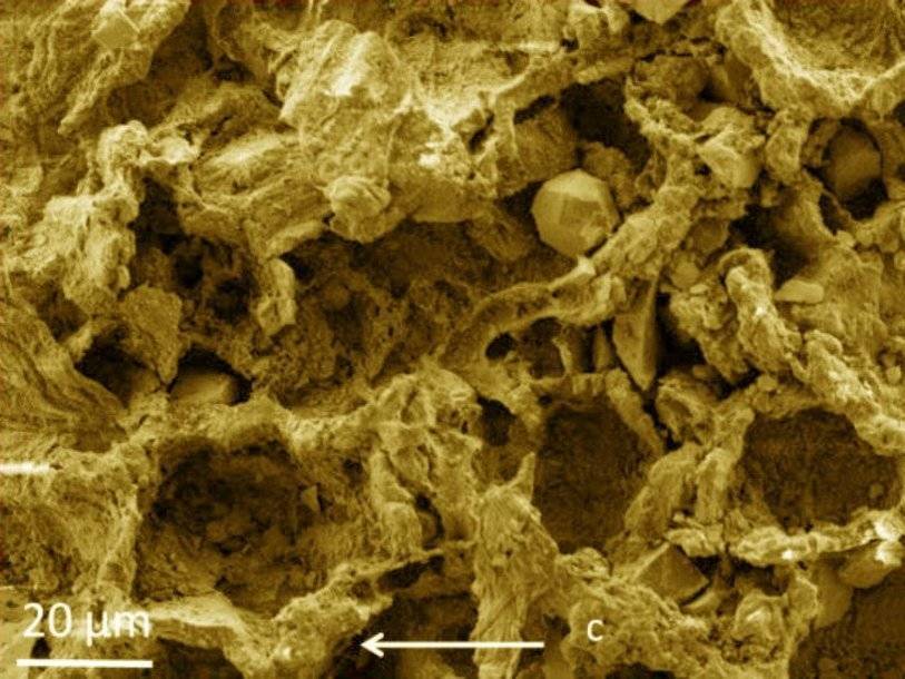 Окаменевшей грибнице из центральной Африки оказалось более 700 миллионов лет