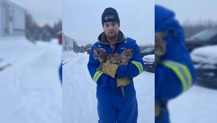 Мужчина с помощью горячего кофе спас котят, вмерзших в снег