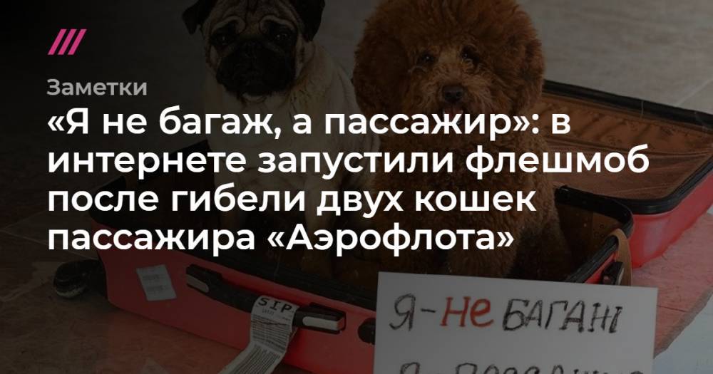 «Я не багаж, а пассажир»: в интернете запустили флешмоб после гибели двух кошек пассажира «Аэрофлота»