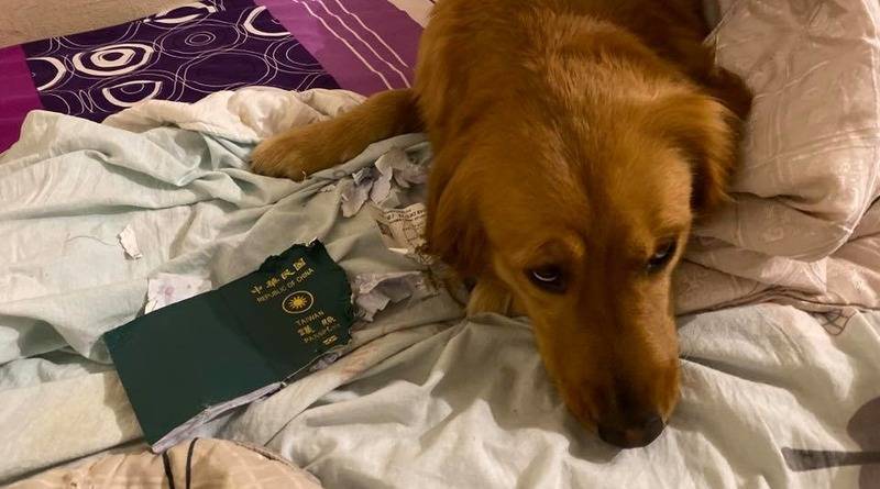 Собака «спасла» хозяйку от смертельного вируса, съев ее паспорт, когда женщина собралась лететь в Ухань (фото)