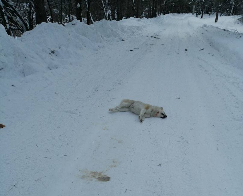 Очевидцы сообщили, что неизвестные жестоко убили несколько собак под Новокузнецком