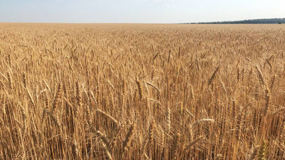 Немецкие СМИ оценили потенциал сельского хозяйства России
