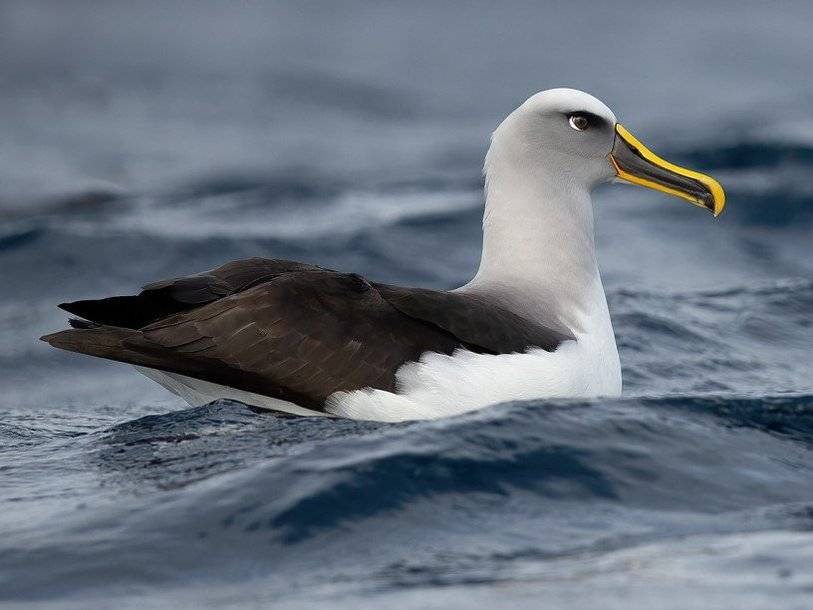 Альбатросы помогают выслеживать браконьерские рыболовные суда