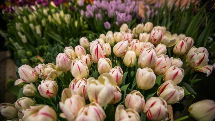 В «Аптекарском огороде» пройдет выставка тюльпанов