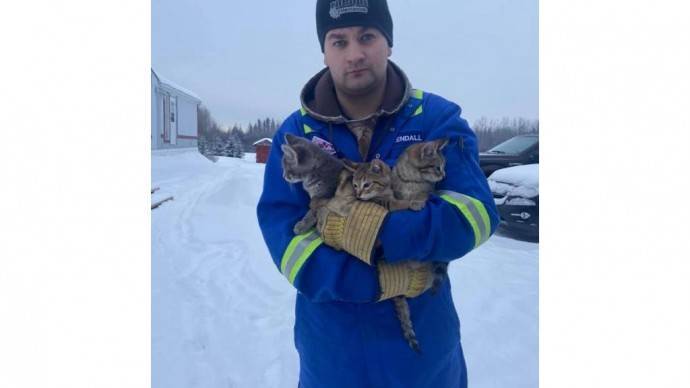 Канадец спас трех котят, вмерзших в снег в поле