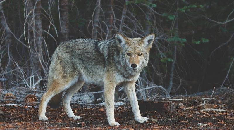 Жителей Нью-Йорка призывают к осторожности: в Центральном парке замечены койоты