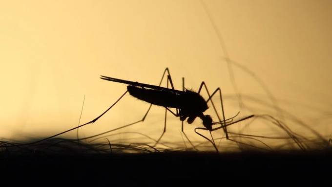 Из-за аномально теплой зимы в Петербурге сократится количество комаров