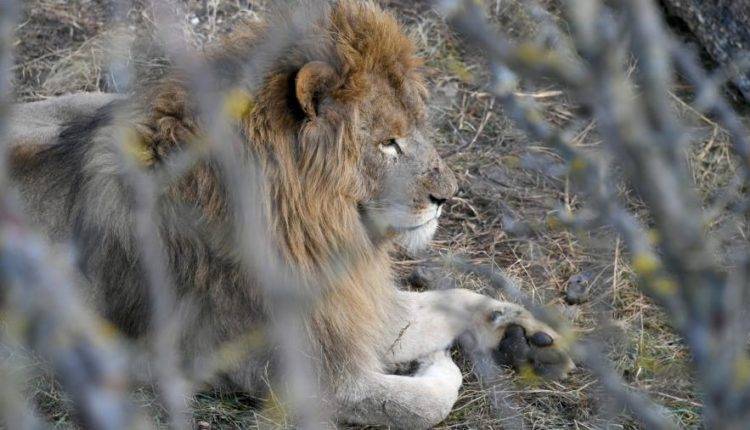 Аксенов пообещал оказать помощь в развитии парка львов «Тайган»