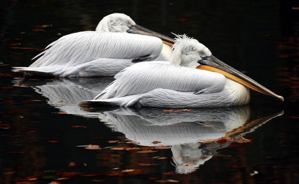 Краснокнижные кудрявые пеликаны появились на свет в Московском зоопарке